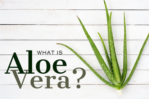 Aloe Vera: The Timeless Beauty Ingredient You Shouldn’T