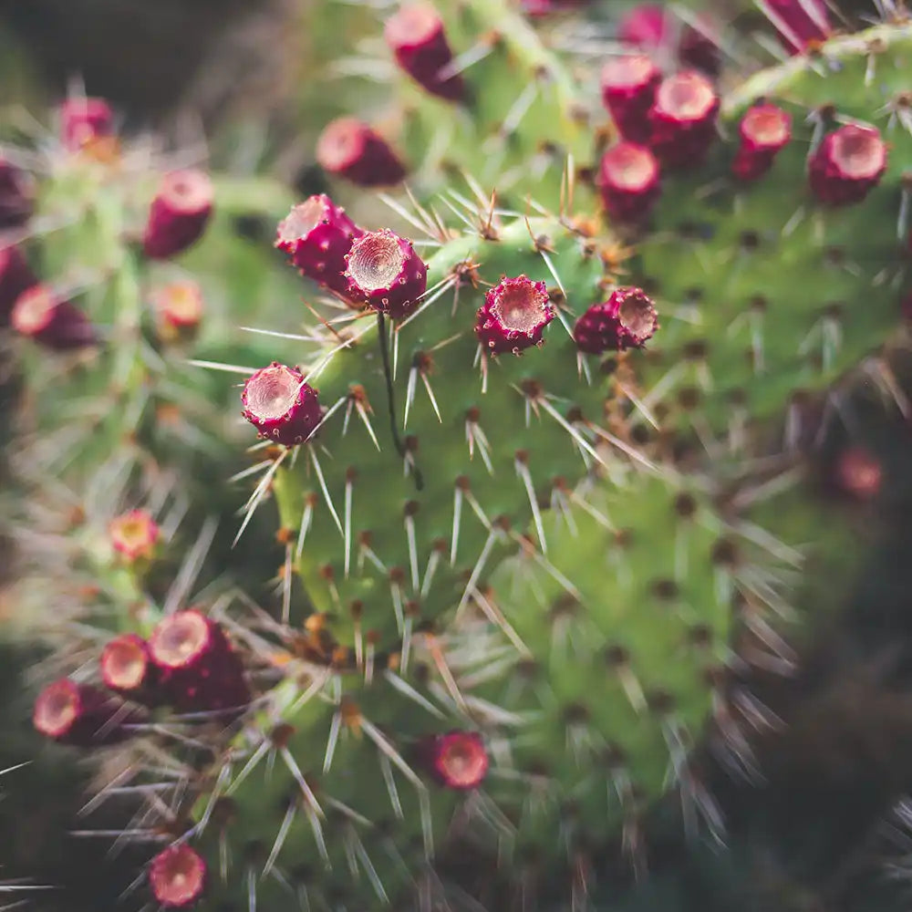 prickly