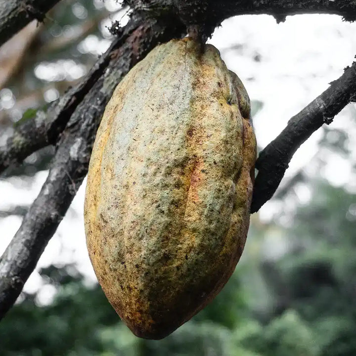 baobab