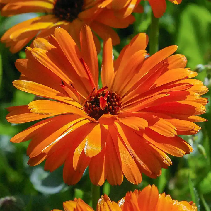 calendula