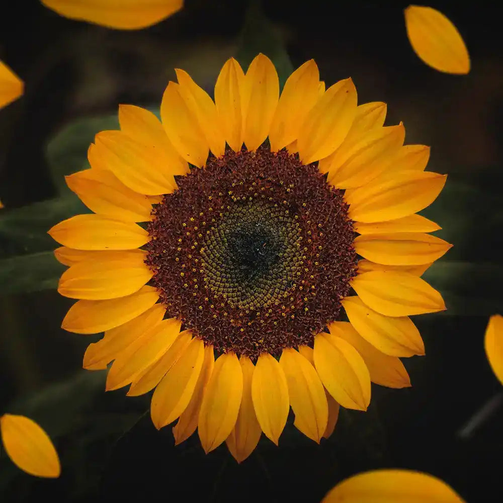 sunflower