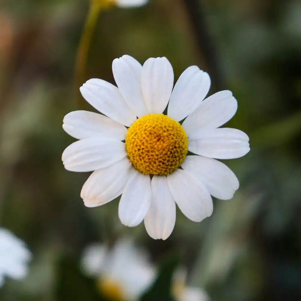 chamomile