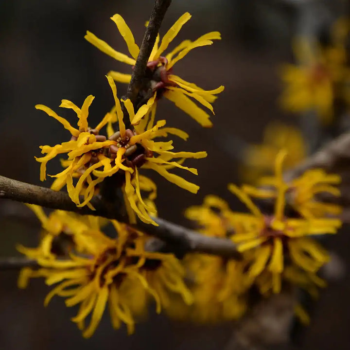 hamamelis